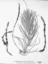 Equisetum arvense image